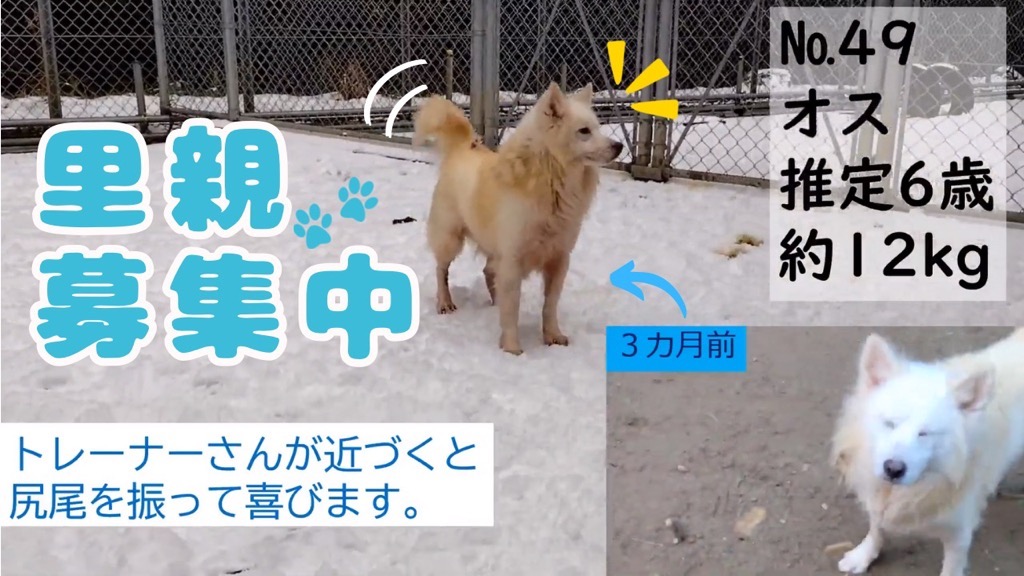 保護犬紹介（No45・49）