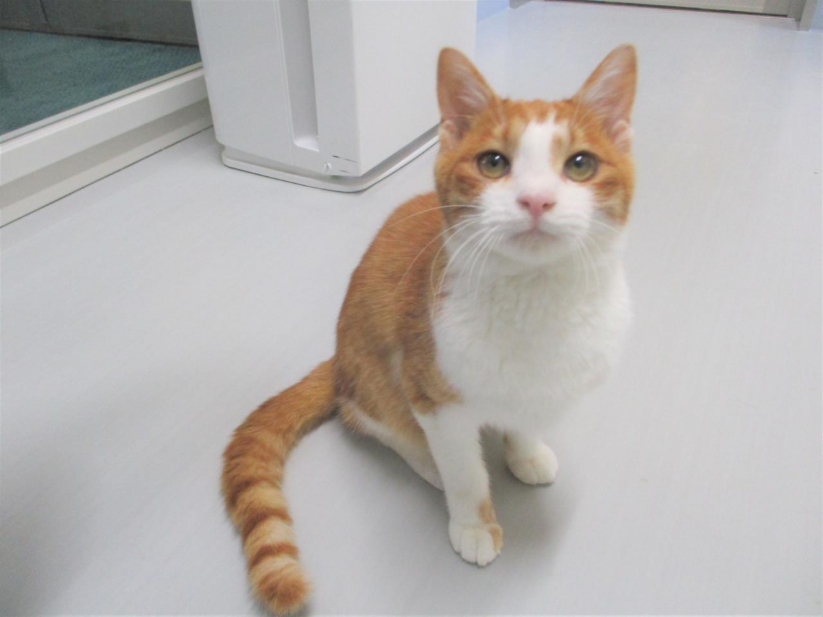 チコリー 秋田県動物愛護センター ワンニャピアあきた