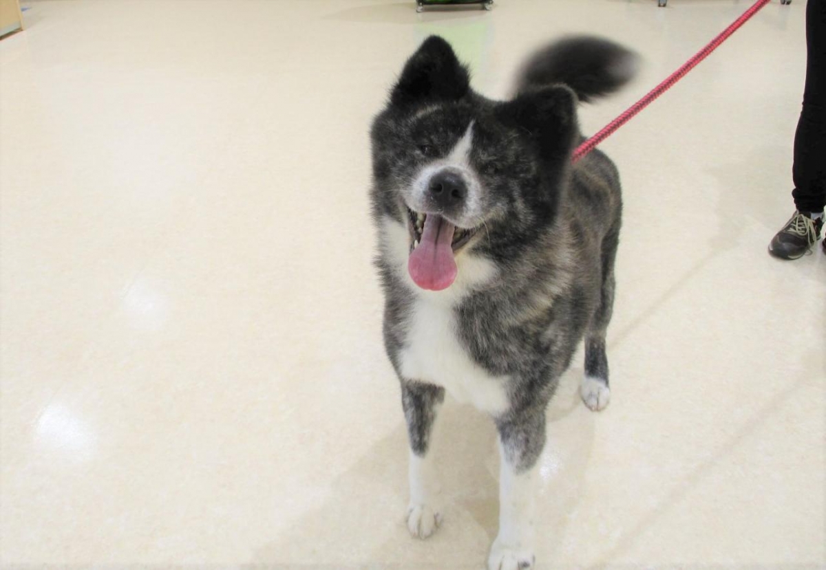 巴 ともえ 秋田県動物愛護センター ワンニャピアあきた