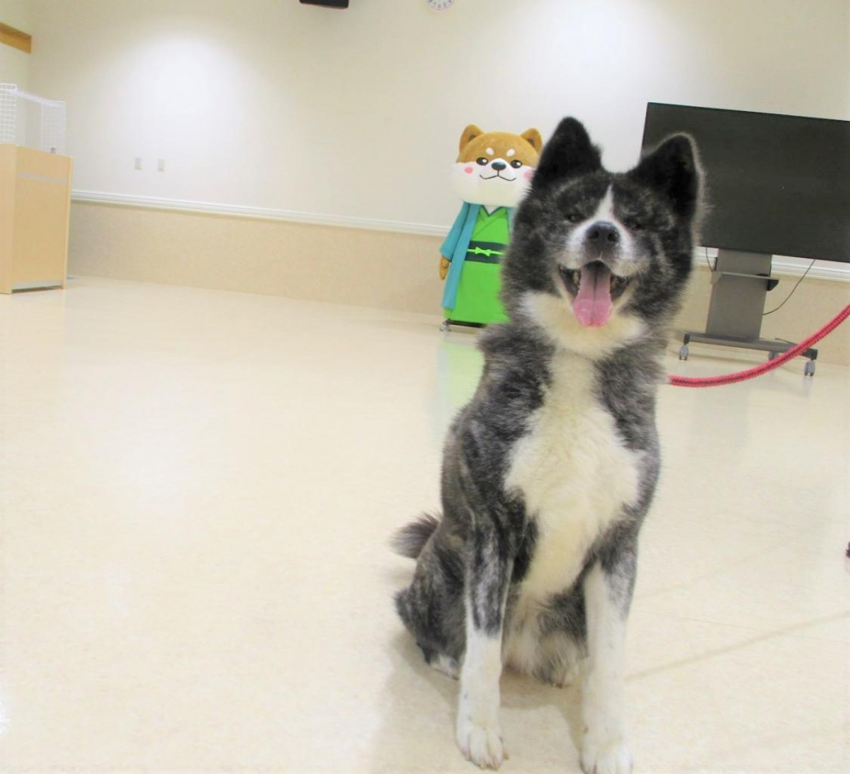 巴 ともえ 秋田県動物愛護センター ワンニャピアあきた