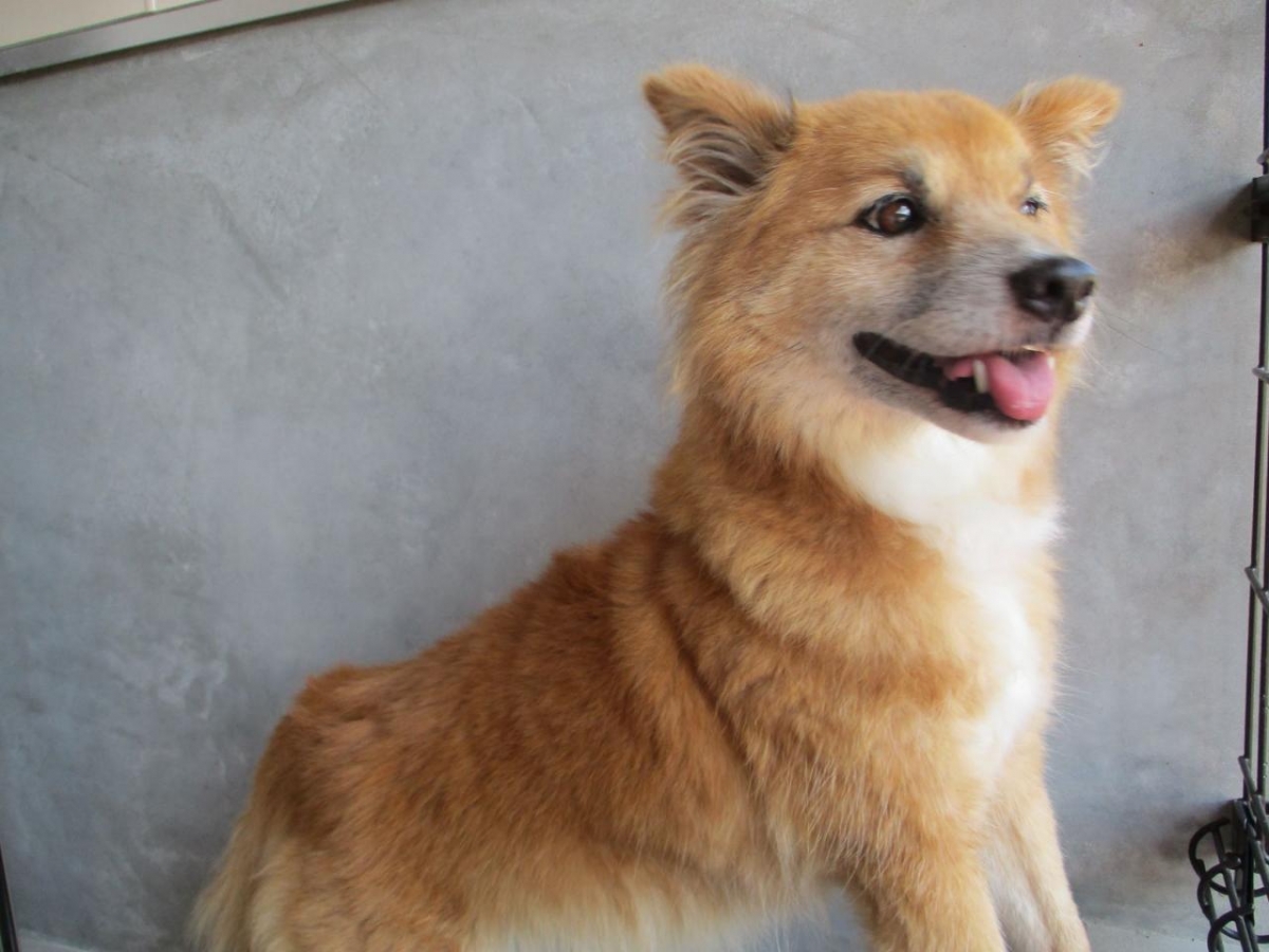 暖 のん 秋田県動物愛護センター ワンニャピアあきた