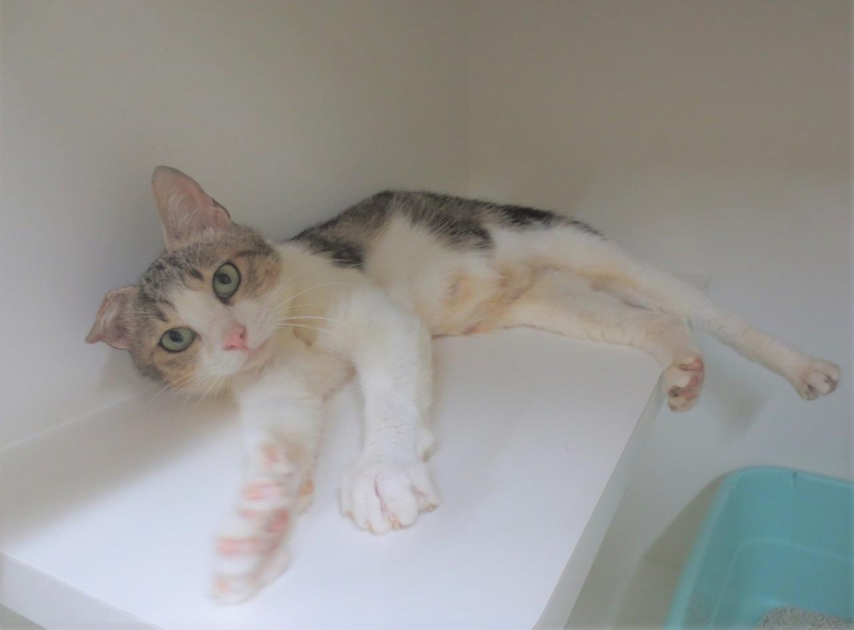 メグ 秋田県動物愛護センター ワンニャピアあきた