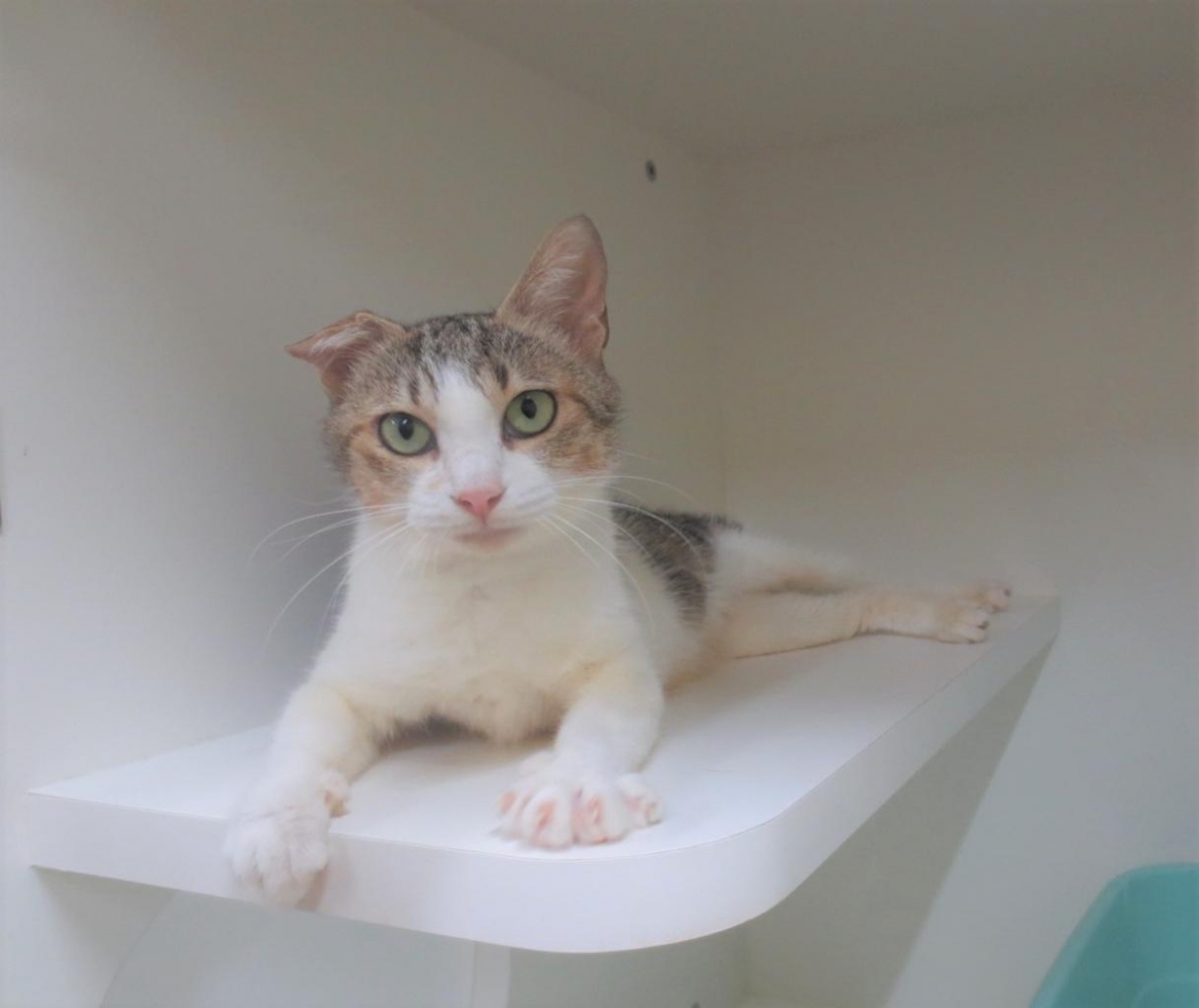 メグ 秋田県動物愛護センター ワンニャピアあきた