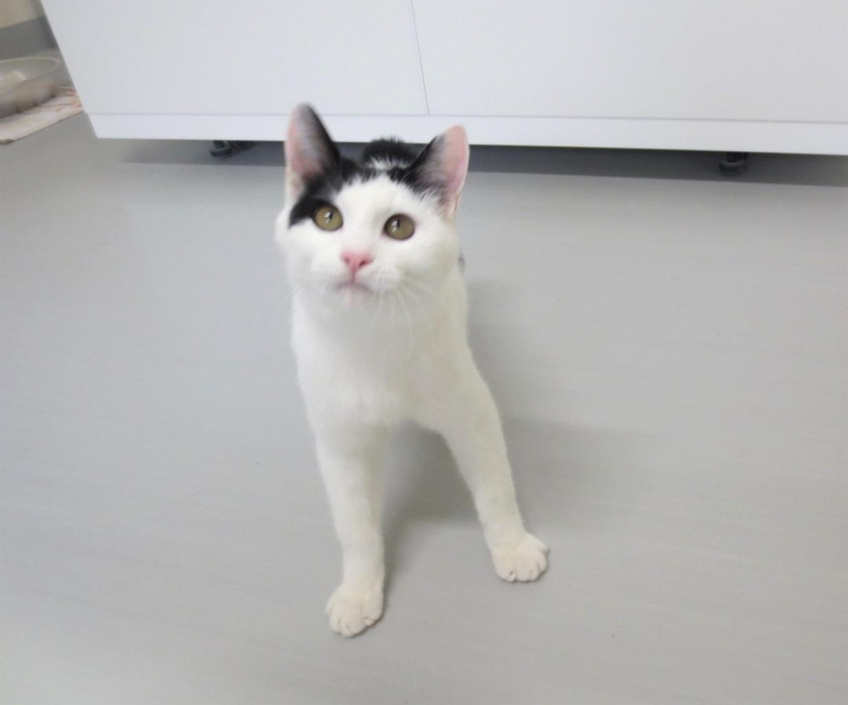 ぽんかん 秋田県動物愛護センター ワンニャピアあきた