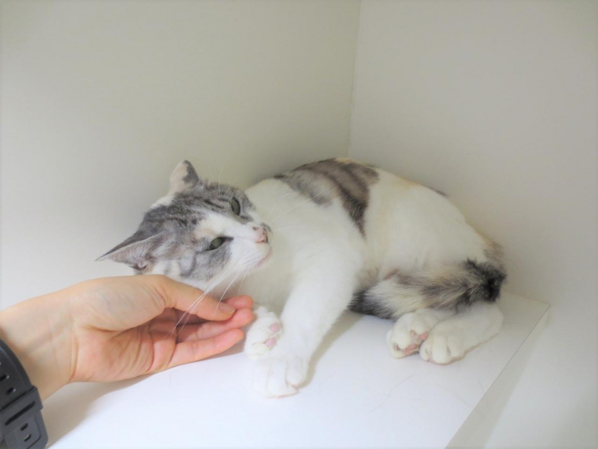 しなの 秋田県動物愛護センター ワンニャピアあきた