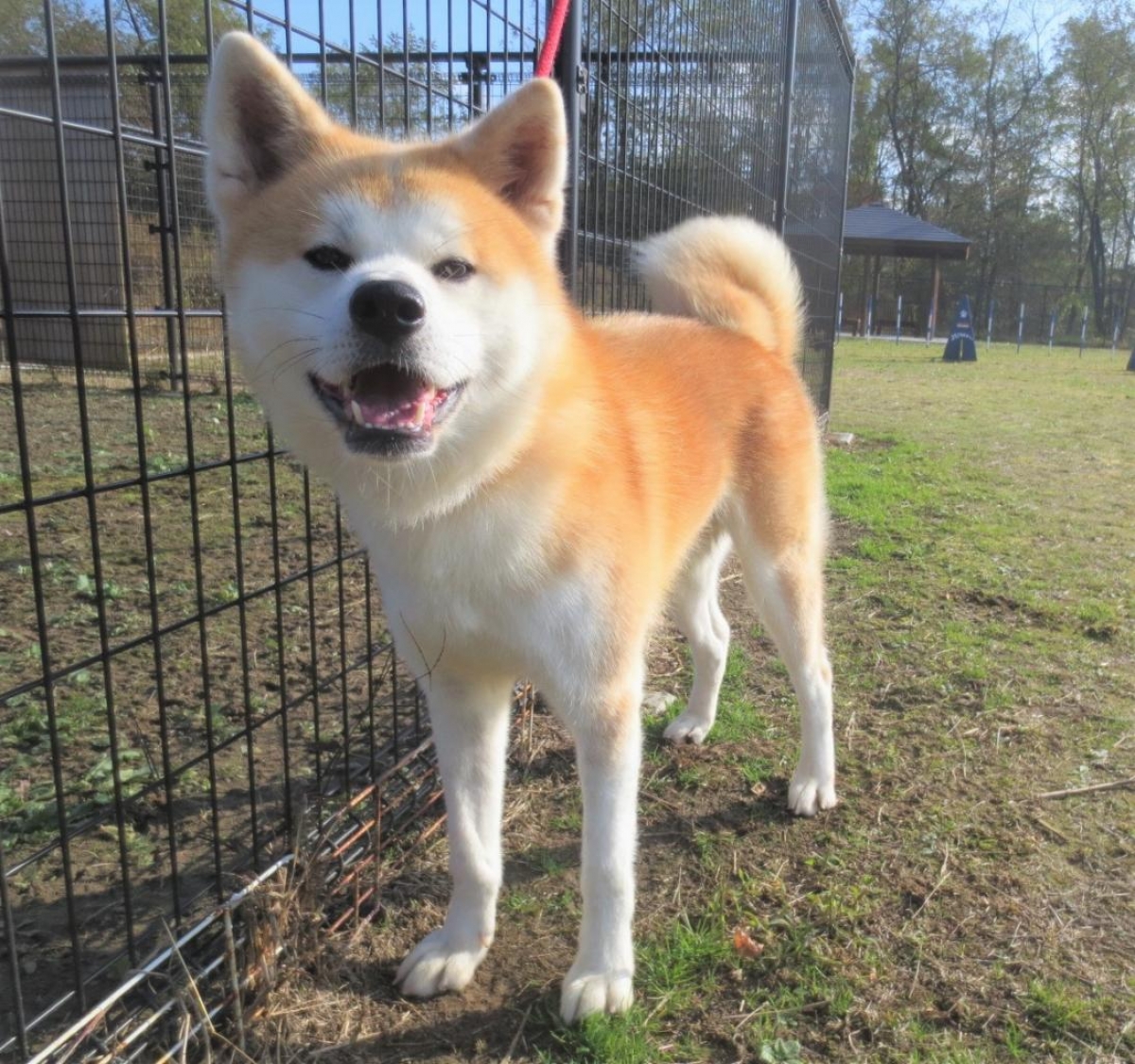 いなほ 秋田県動物愛護センター ワンニャピアあきた