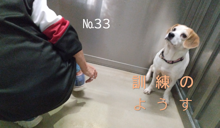 保護犬紹介（No.33）